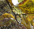 witchhazel